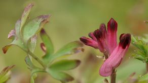 Wild New Forest March newsletter