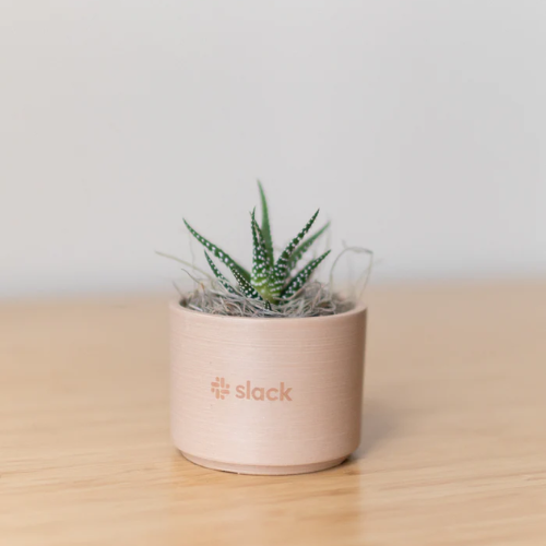 Mini Mason Pink Sand Planter + Plant