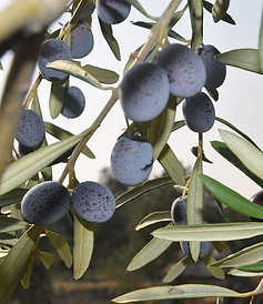gemlik-trilye-zeytin-fidani.jpg