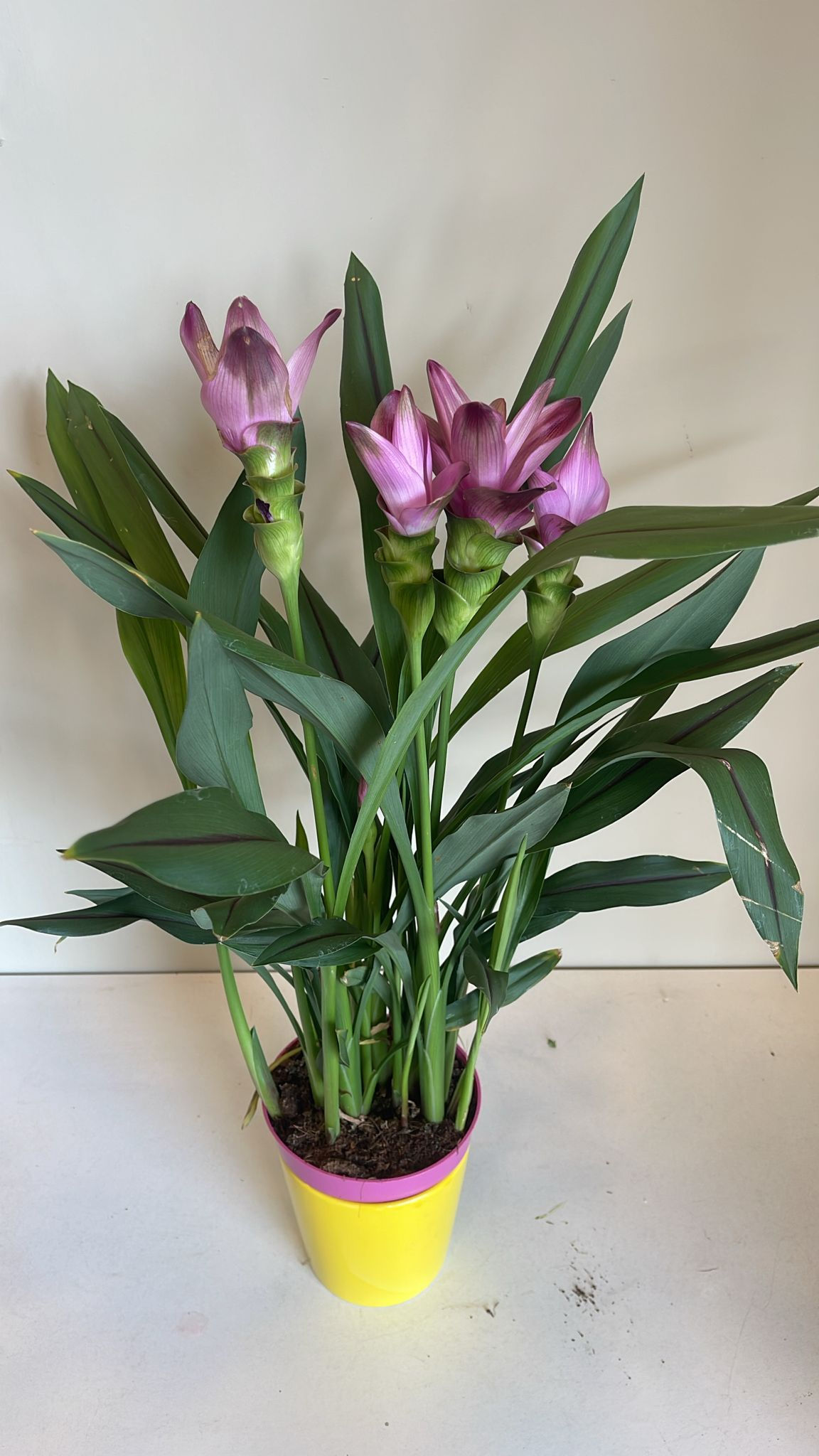 زهرة الكركم