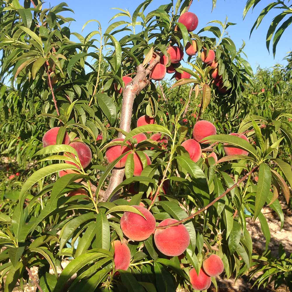 Filomane Nakterin Fidanı