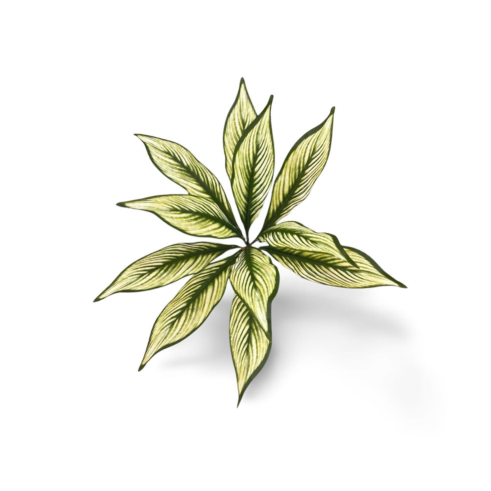 Kılıç Bitkisi Beyaz Çizgili 50 cm