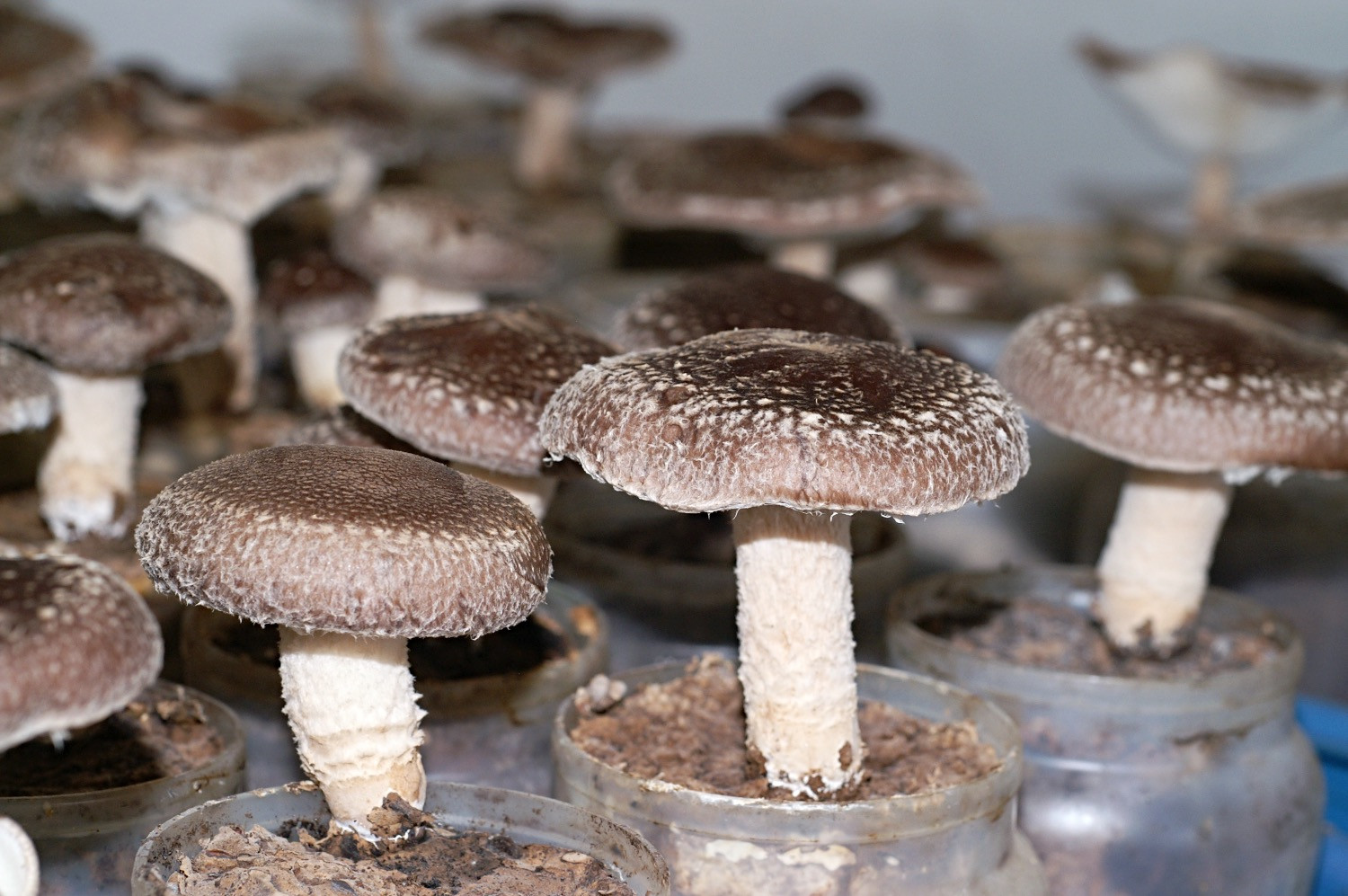 Shiitake lentinus edodes