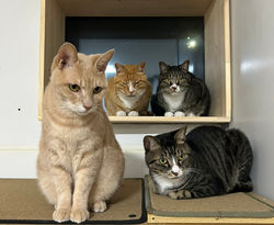 1PIXEL Family