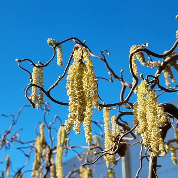 Corylus avellana "Contorta" dalla bellezza scenografica
