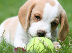 BEAGLES DEL IMPERIO CANINO