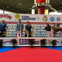 BEAGLES DEL IMPERIO CANINO