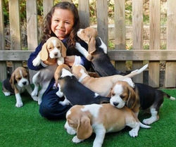 CACHORROS BEAGLES DEL IMPERIO CANINO