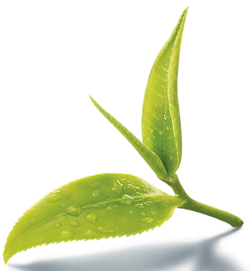 Tea_leaf.webp