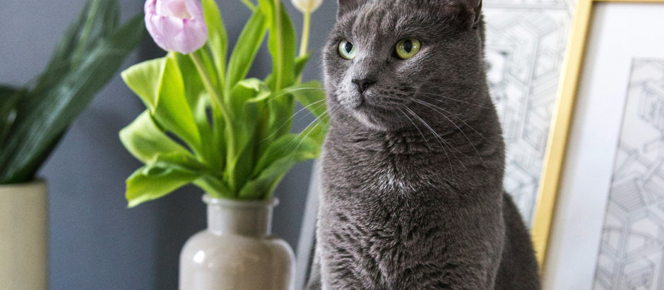 Purrfect Plants: Grow Your Cat Friendly Garden with Click and Grow