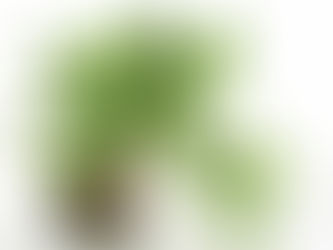 Đây là một số gợi ý để khử mùi hôi trong nhà hiệu quả