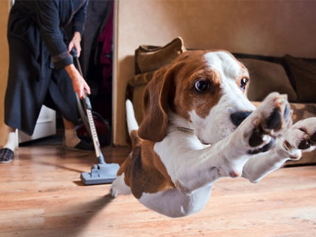 Hãy học cách dọn vệ sinh nhà để khử mùi hôi vật nuôi trong nhà bạn