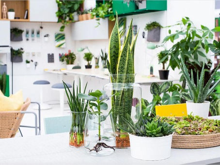 Trồng cây đổi vận ngay tại phòng bếp