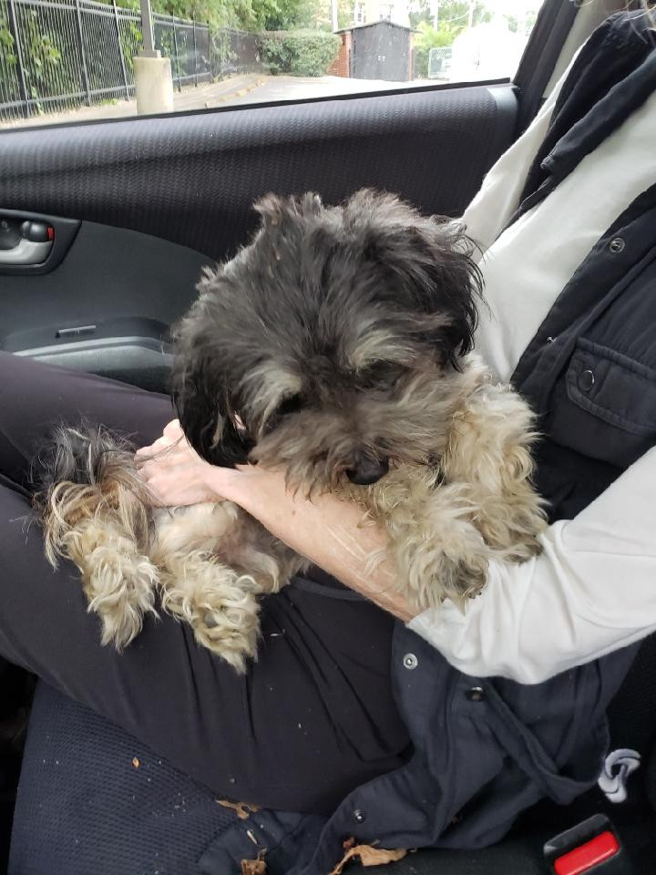 Jackson found in Addison, IL | Beyond the Sit