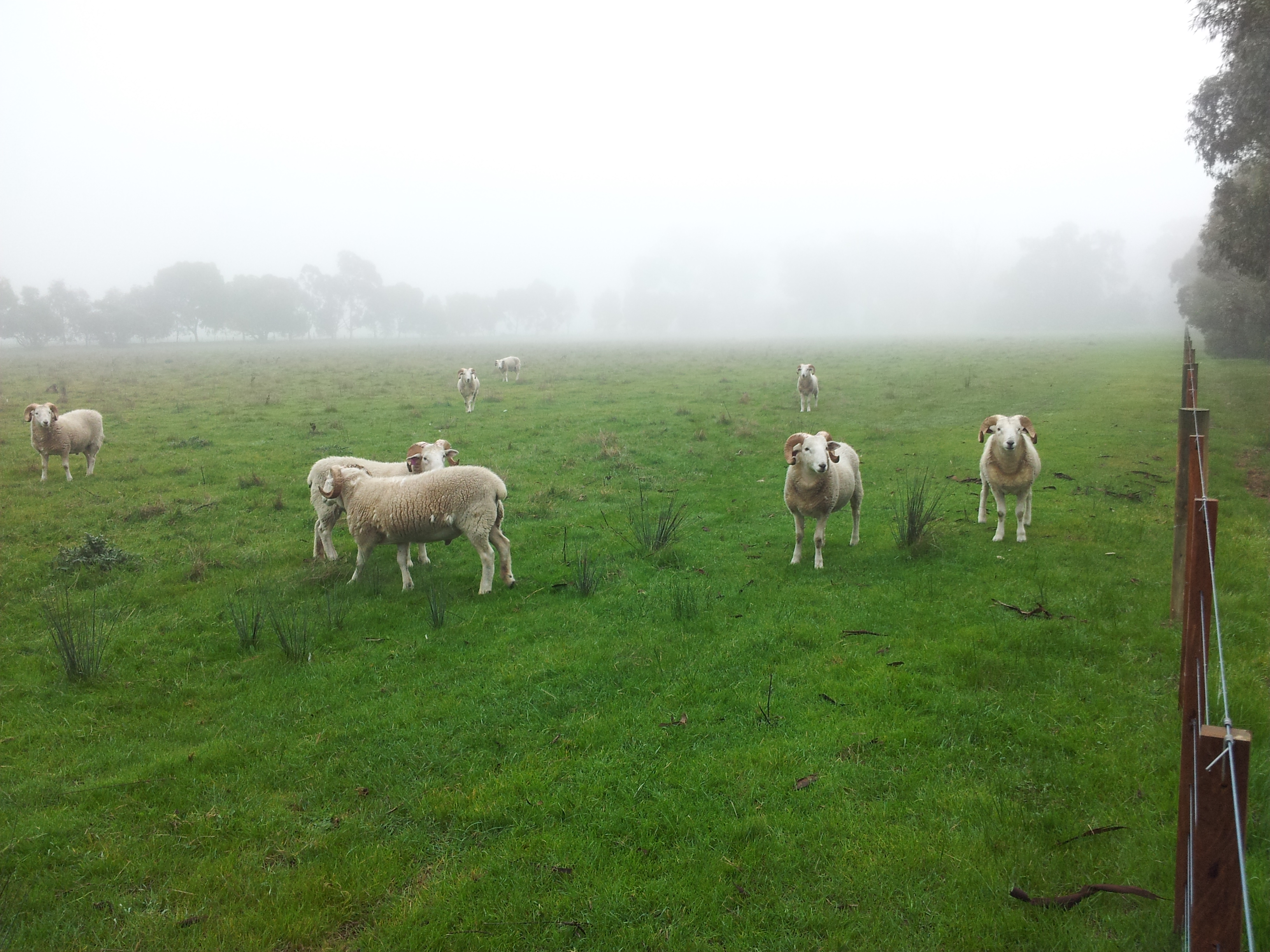 Wiltshire Horn Sheep