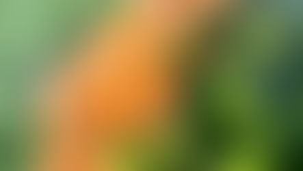 Permission for All Foods… and What Research Says About Processed Foods