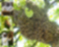 Bienen Homepage.jpg