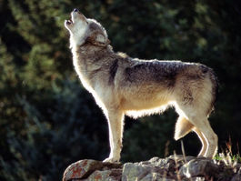 Montana to Create a New Wolf Management Plan