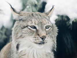 Where the Lynx Roam