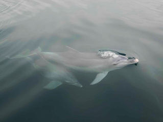 2025年度　イルカプログラムについて