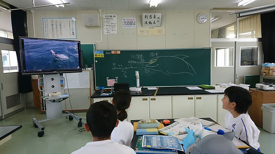 イルカの聖地天草で、イルカを学ぶプログラムはくまもとアイランドキャンパスのプログラムに参加すればOK