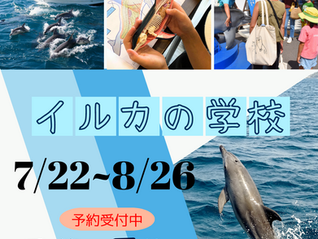 2023年夏休み　大人から子どもまで、天草で野生のイルカを大満喫！　自然体験にぴったりのイルカウォッチングをもっと楽しくする企画☆