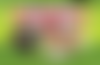 TAÇA ESTRELÃO DA MADRUGADA 2023: Carcará vence mais um! É campeão!!!