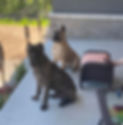 dogs2_edited.jpg