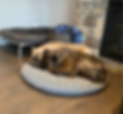 dog3_edited.png
