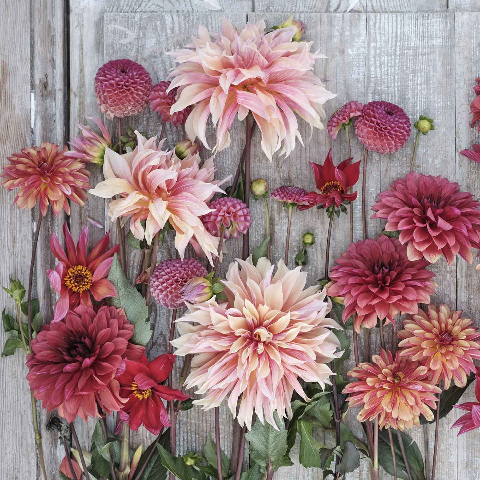 Dahlia Class 2025, Part 2 (Spring)