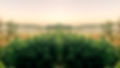 Farm-Shot-Mirrored_edited.jpg