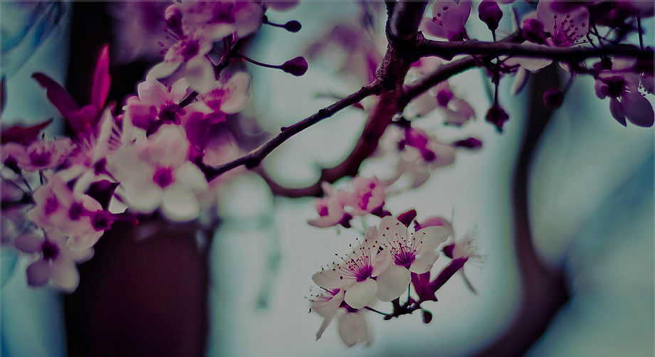 Almond Tree Flowers_edited.jpg