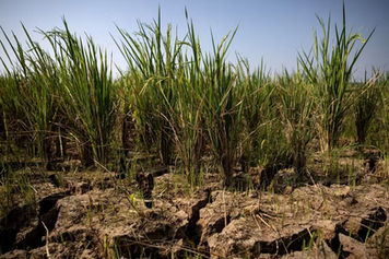 El Niño pode agravar a insegurança alimentar e ampliar desafios para a Amazônia Legal