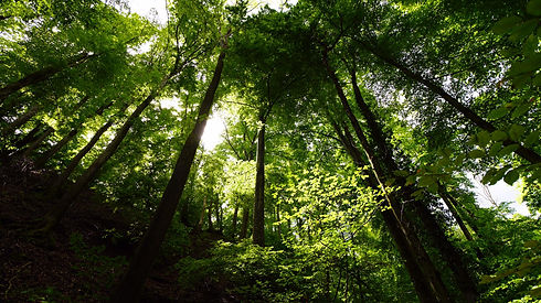bain de foret.jpeg