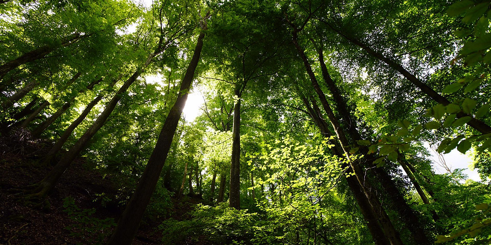 Bain de forêt musical