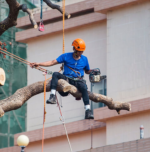 man-in-blue-shirt-siting-on-tree-branch-wearing-safety-2310483_edited.jpg