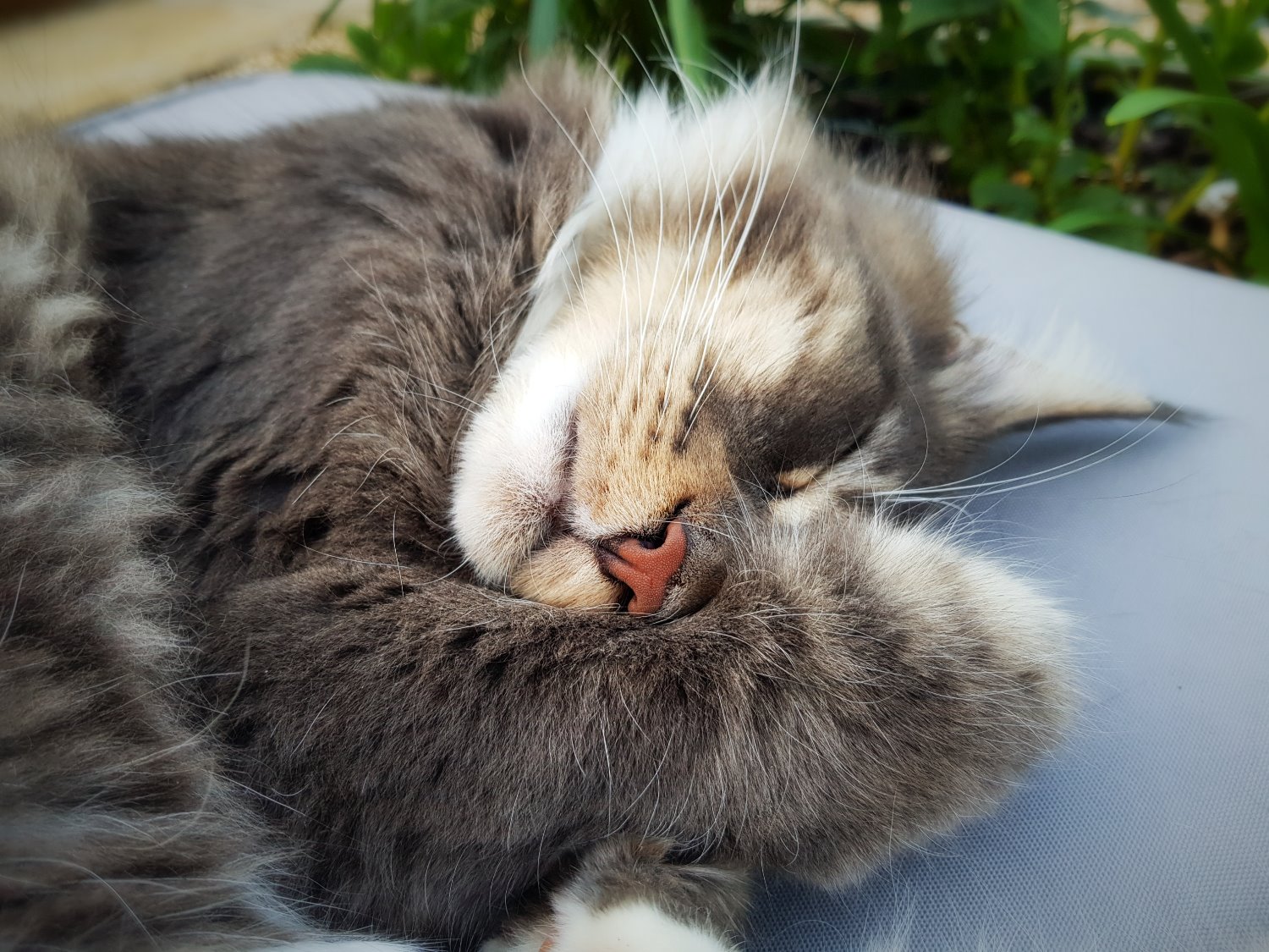 Mobile Pet Grooming Near Me Cats