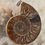 Thumbnail: {energized} Clear & Release Ancestral Baggage - Ammonite Pendant