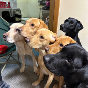 沢山集まったよ。