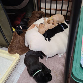 大きくなってきたよ。