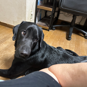 ゴンちゃんお泊まり。