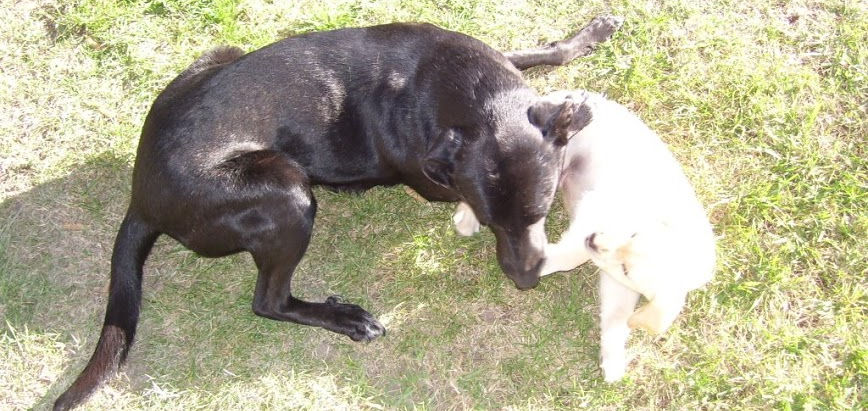Yin-Yang (El TAO en sí mismo)
