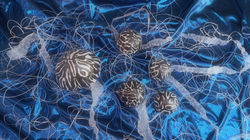 Medusas que llamé “tigre” nadando cerca de la isla Otero