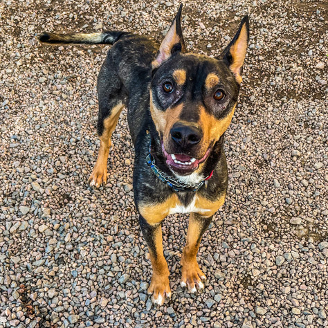 Manny (dingo dog)