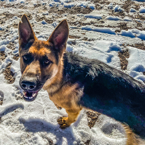 Chip