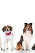 860-header-dog-breeds.jpg