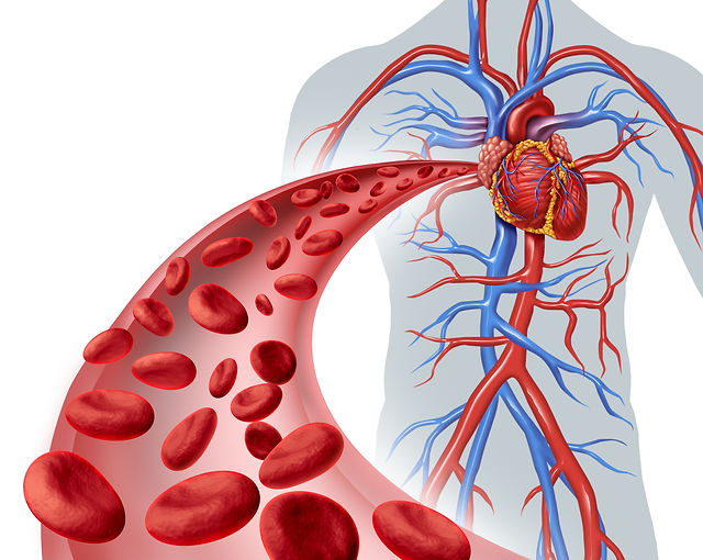 Dicas para melhorar a saúde cardiovascular