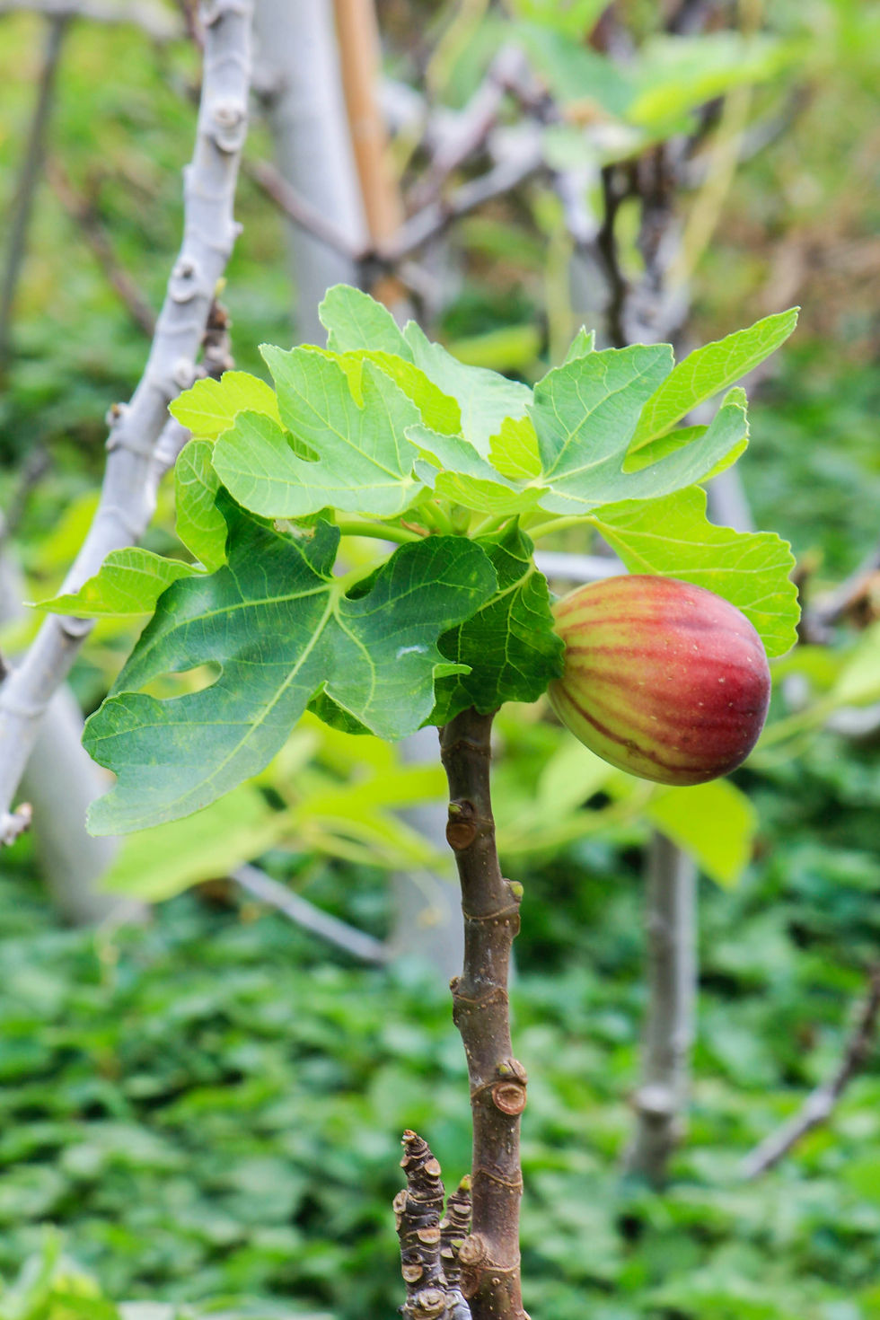 Fig Fruit