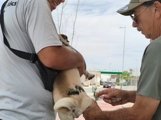 Aplica DABA 324 microchips y esteriliza a 565 mascotas este fin de semana