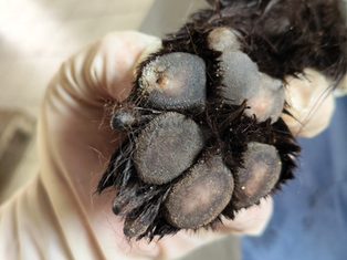 Detienen a presunto responsable de muerte de perrito Chow Chow